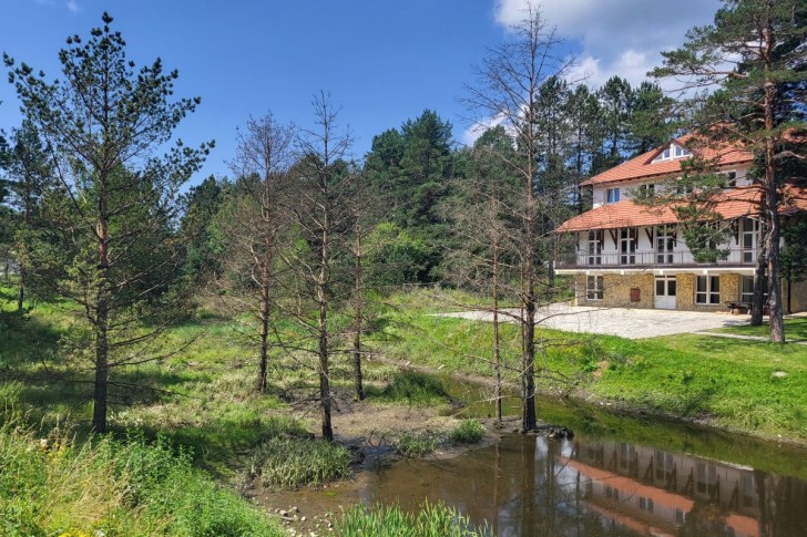 Jezero i osušeni borovi