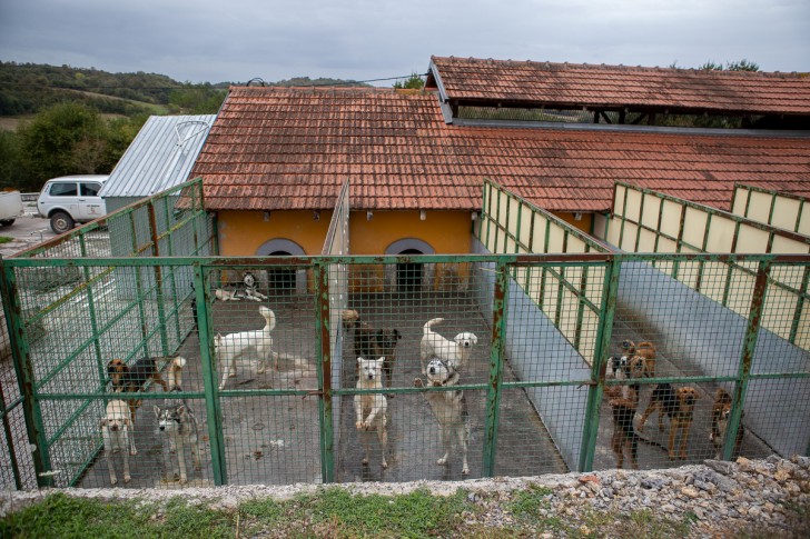 Azil za pse u Zlatariću