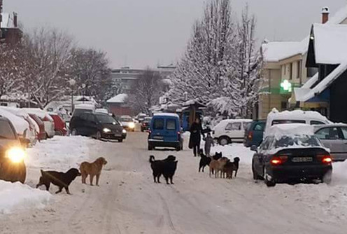 Lutalice u Kolubari 2 (foto: Nataša J.)