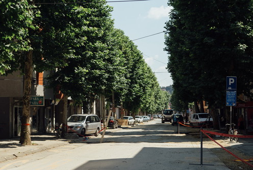 Platani u Ulici Vuka Karadžića (foto: Đorđe Đoković)