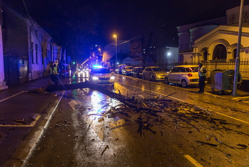 Oboreno drvo u Pantićevoj ulici (foto: Đorđe Đoković)