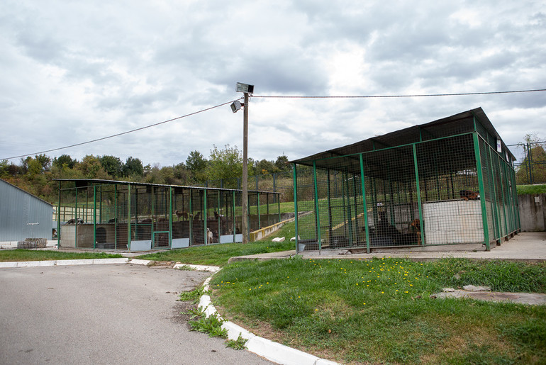 Azil za pse u Zlatariću (foto: Đorđe Đoković)